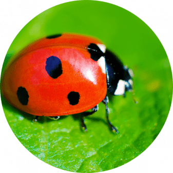 ladybug-round