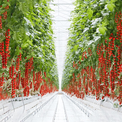 https://www.sunsetgrown.com/wp-content/uploads/2022/11/sunset-greenhouse-tomatoes.jpg