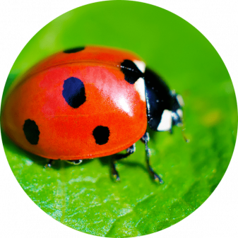 ladybug-round